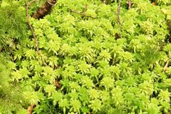 Sphagnum cristatum