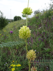 Astragalus ponticus