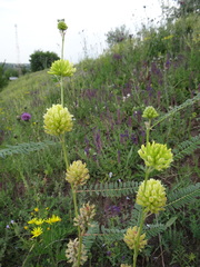 Astragalus ponticus