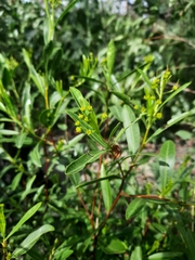 Dodonaea lanceolata