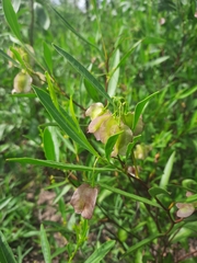 Dodonaea lanceolata