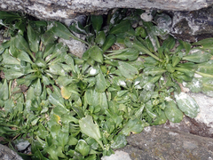 Lepidium oligodontum