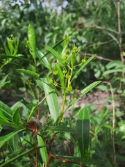 Dodonaea lanceolata