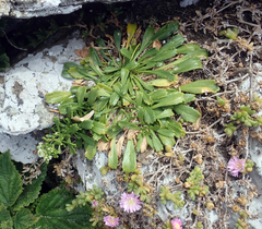 Lepidium oligodontum
