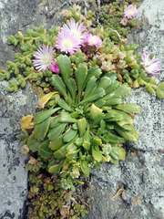 Lepidium oligodontum