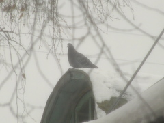 Columba livia domestica