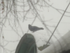 Columba livia domestica