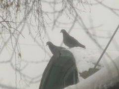 Columba livia domestica