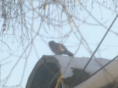 Columba livia domestica
