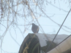 Columba livia domestica