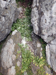 Lepidium oligodontum