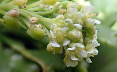 Lepidium oligodontum