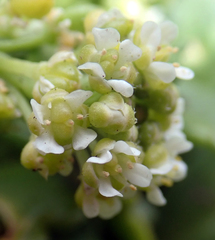 Lepidium oligodontum