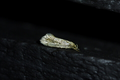 Tingena hemimochla