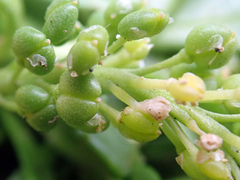 Lepidium oligodontum