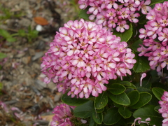 Escallonia laevis