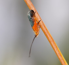 Plectrotarsus gravenhorsti