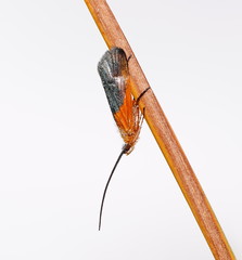 Plectrotarsus gravenhorsti