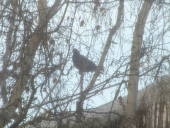 Columba livia domestica