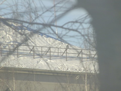 Columba livia domestica