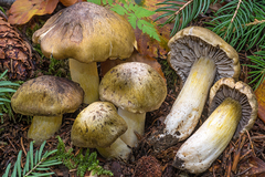 Tricholoma luridum