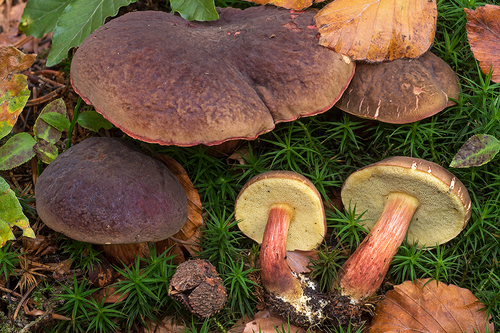 Matte Bolete
