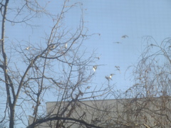 Columba livia domestica