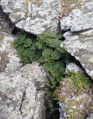 Urtica australis