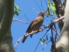 Colluricincla rufogaster synaptica