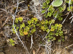 Azorella hydrocotyloides