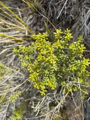 Olearia cymbifolia