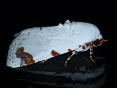 Chasmina pulchra
