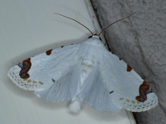 Chasmina pulchra