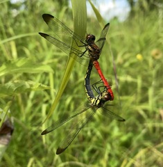 Sympetrum risi risi
