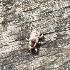 Mitrastethus baridioides