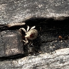 Mitrastethus baridioides