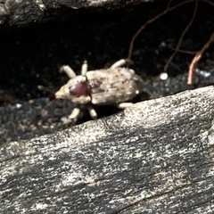 Mitrastethus baridioides