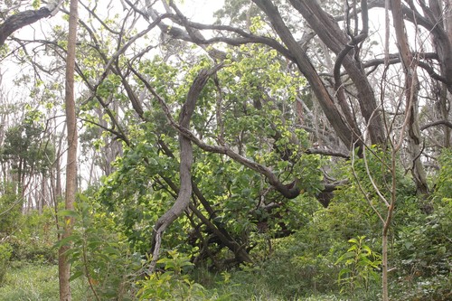 Hibiscadelphus × puakuahiwi
