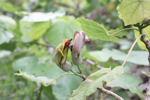 Hibiscadelphus × puakuahiwi