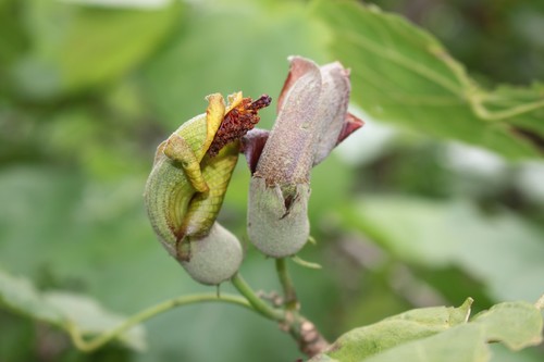 Hibiscadelphus × puakuahiwi