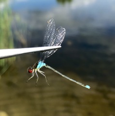 Erythromma najas humerale