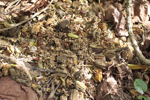 Hibiscadelphus × puakuahiwi
