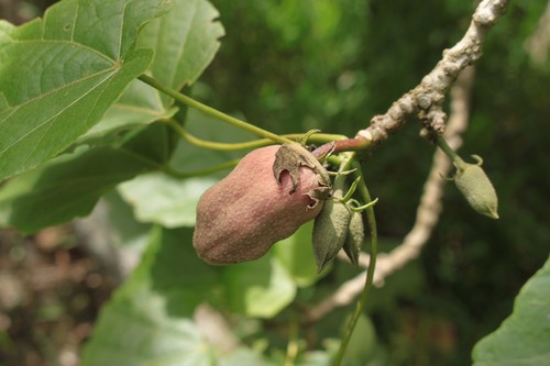 Hibiscadelphus × puakuahiwi