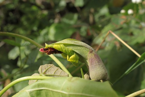 Hibiscadelphus × puakuahiwi