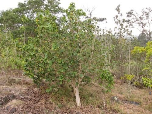 Hibiscadelphus hualalaiensis