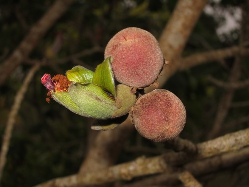 Hualalai hau kuahiwi (Hibiscadelphus hualalaiensis)