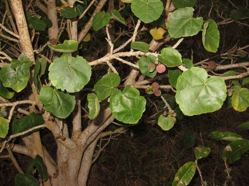 Hibiscadelphus hualalaiensis