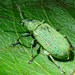 Phyllobius maculicornis - Photo (c) Peter Danter, some rights reserved (CC BY-ND), uploaded by Peter Danter