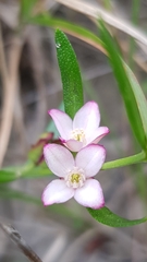 Cyanothamnus polygalifolius