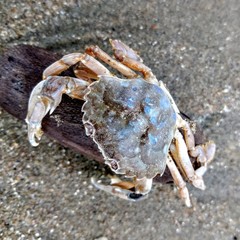 Liocarcinus vernalis